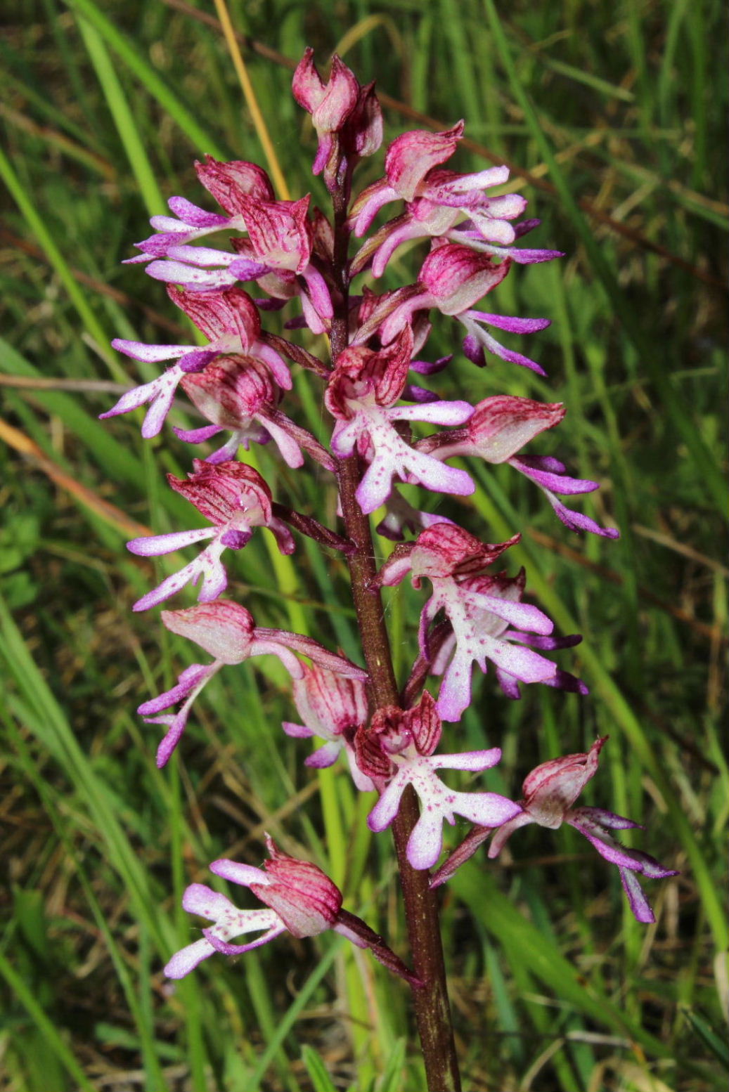 Orchis x hybrida (O. purpurea x O. militaris)